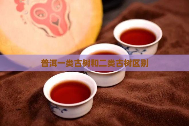 普洱一类古树和二类古树区别