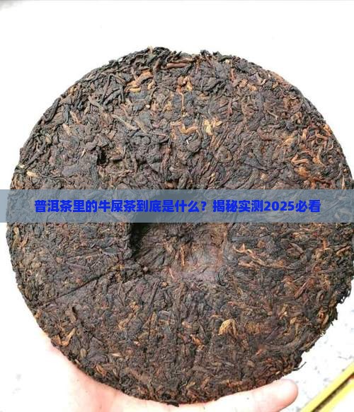 普洱茶中的牛屎茶