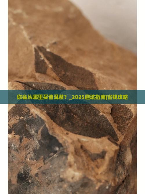 你会从哪里买普洱茶