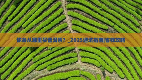 你会从哪里买普洱茶