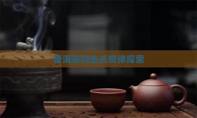 普洱茶的生长规律