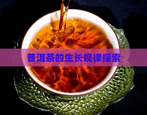 普洱茶的生长规律