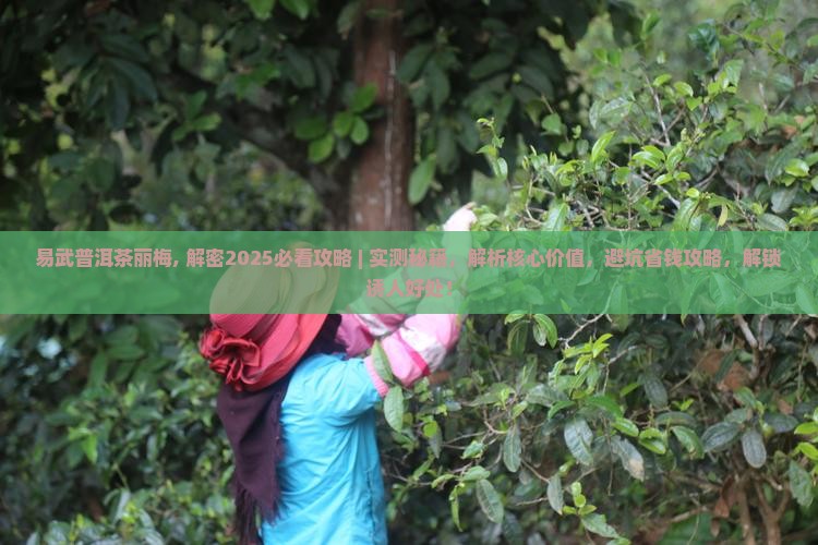 易武普洱茶丽梅