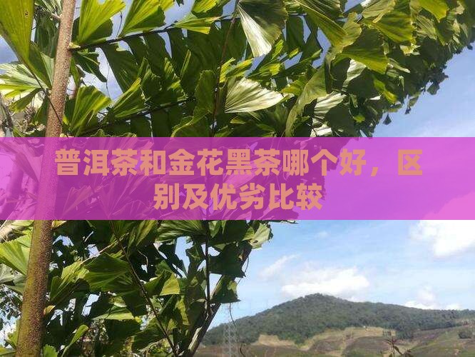 普洱茶和金花黑茶哪个好