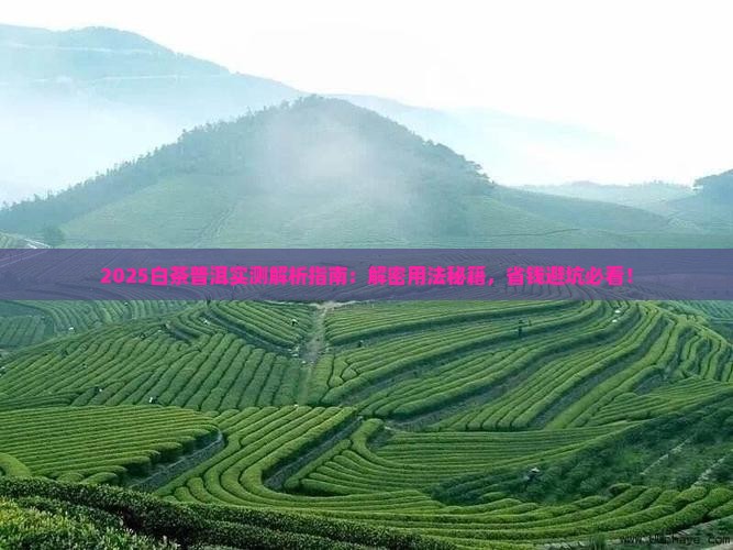 白茶和普洱茶怎么用