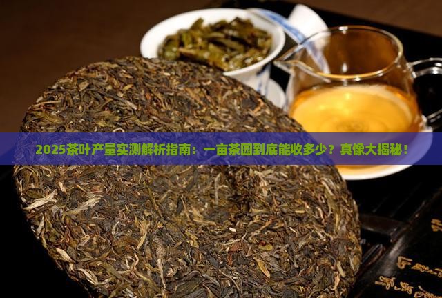 一亩茶叶的产量是多少