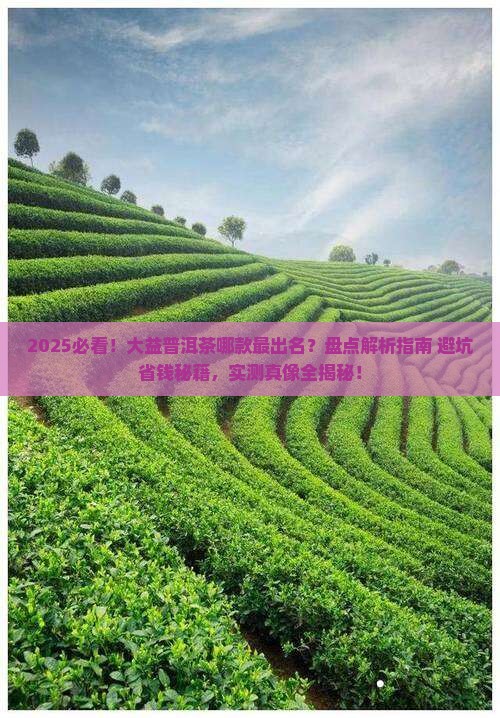 比较出名的大益普洱茶