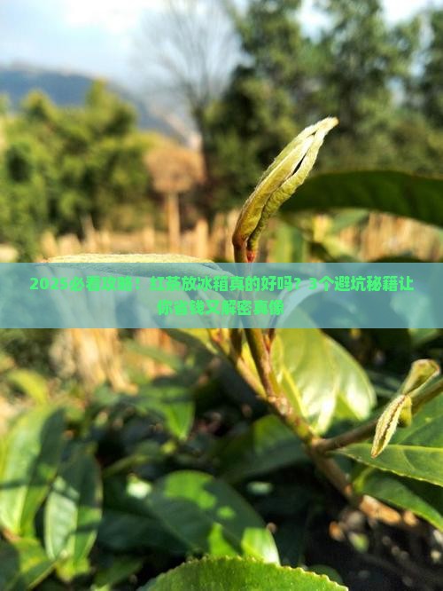 红茶用放冰箱储存吗
