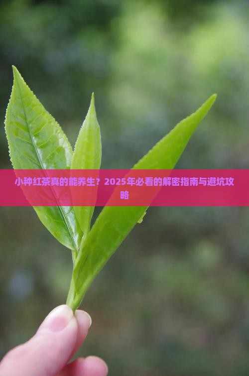 小种红茶的功效与作用