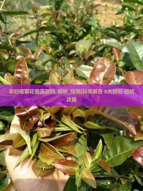 孕妇喝菊花普洱茶吗