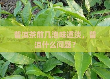 普洱茶前几泡很淡
