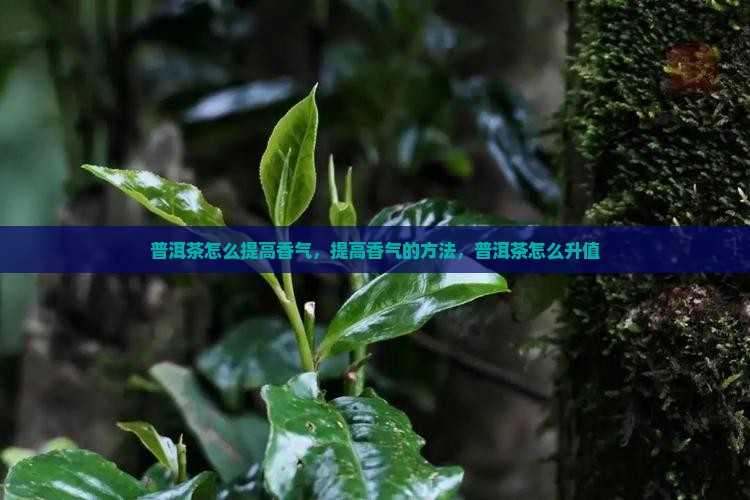 普洱茶怎么提高香气