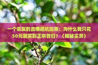 普洱茶昔归直播