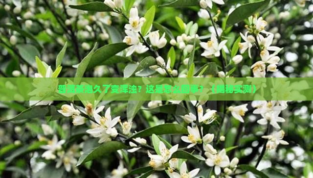 普洱茶泡久了很浑浊怎么回事
