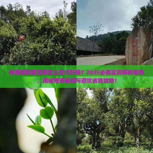 梅香紫鹃普洱茶怎么泡才好喝