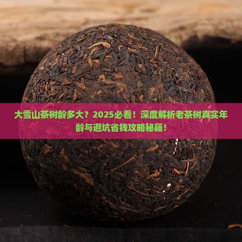 大雪山茶树龄多大