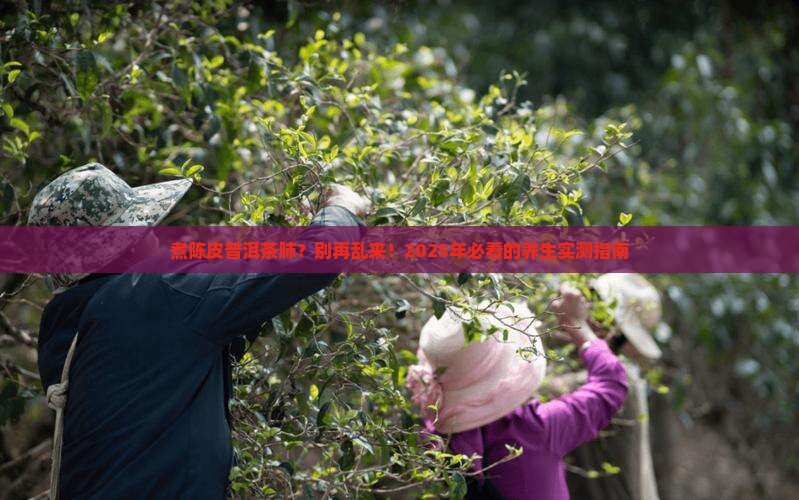 煮陈皮普洱茶肺