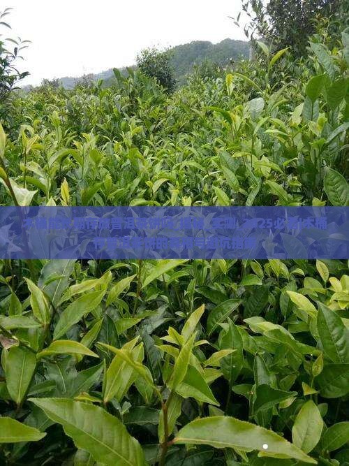 木桶能长期存放普洱茶饼吗