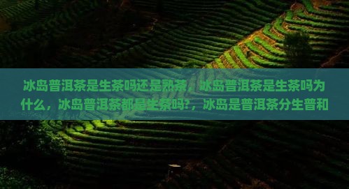 冰岛普洱茶是生茶吗