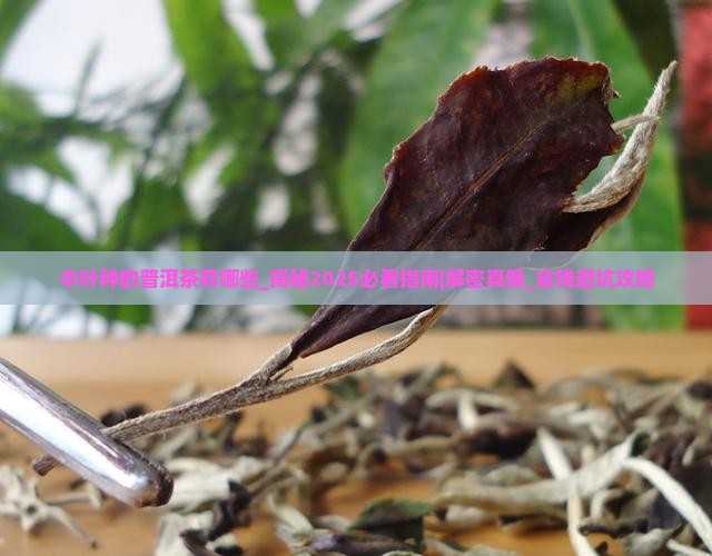 中叶种的普洱茶有哪些