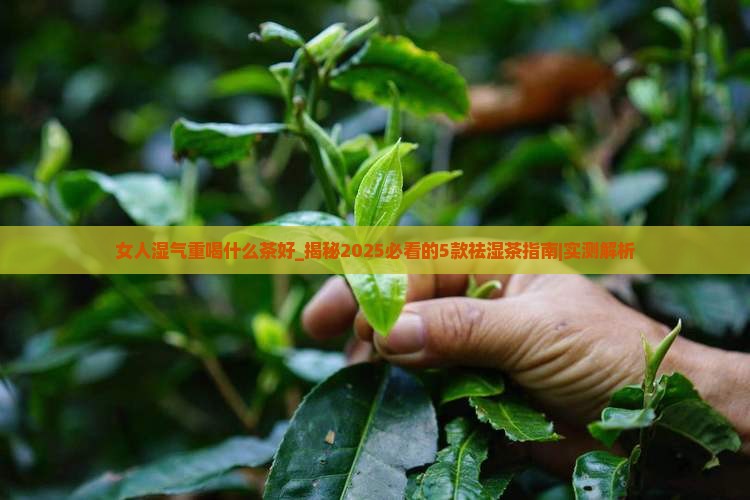 女人湿气重喝什么茶好