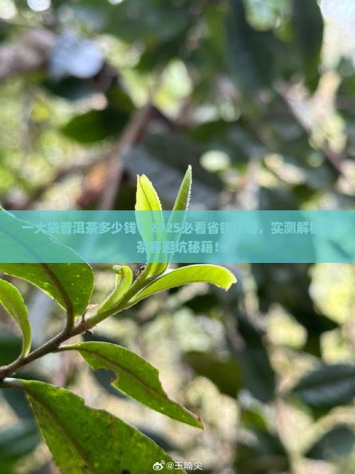 一大袋普洱茶多少钱 一大袋普洱茶多少钱