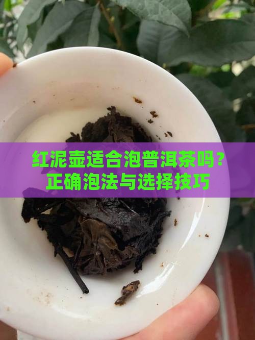 红泥壶适合泡普洱茶吗