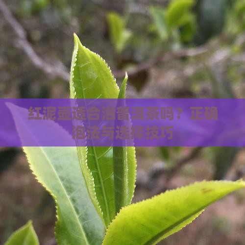 红泥壶适合泡普洱茶吗