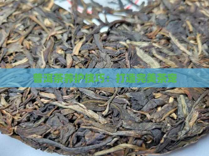 普洱茶养宠技巧