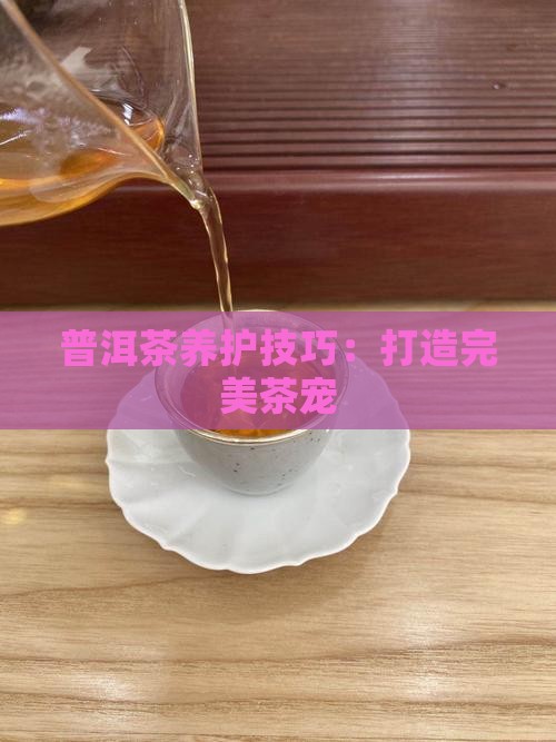 普洱茶养宠技巧