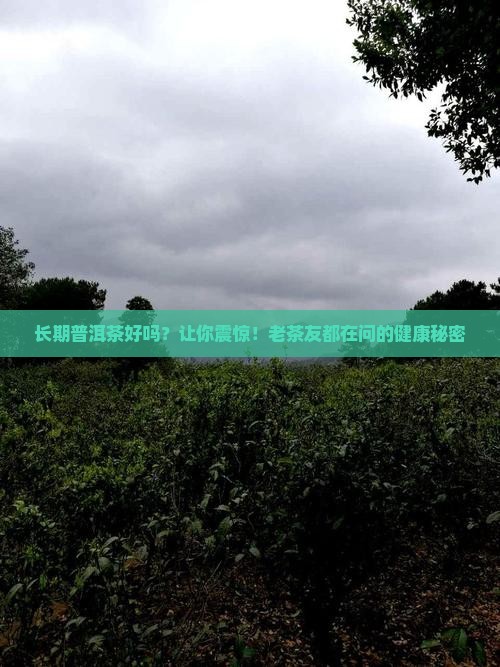 长期普洱茶好吗