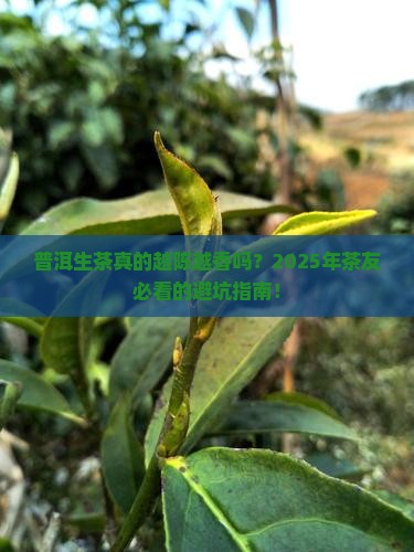 普洱茶生茶是越陈越好吗