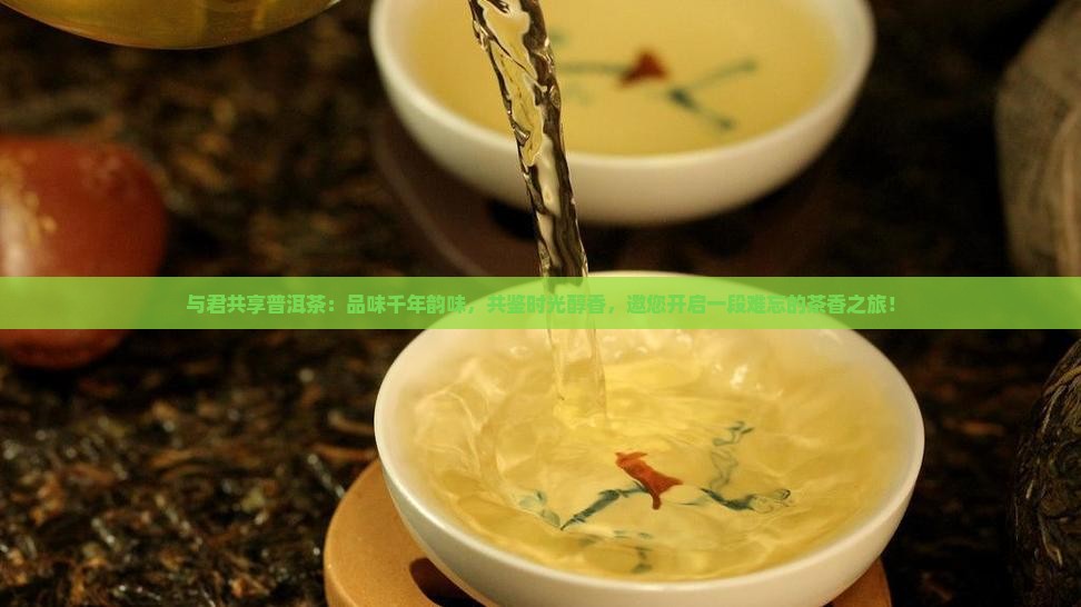 与君共享普洱茶