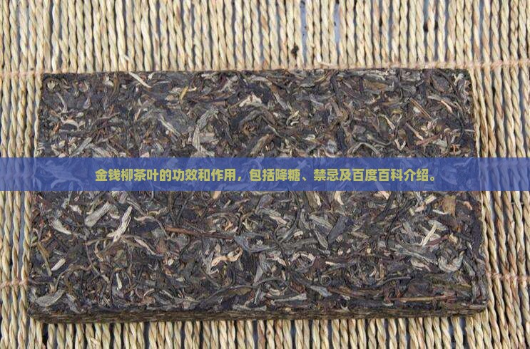 金钱柳茶叶的功效和作用