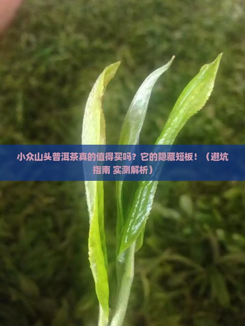 小众山头普洱茶差在哪