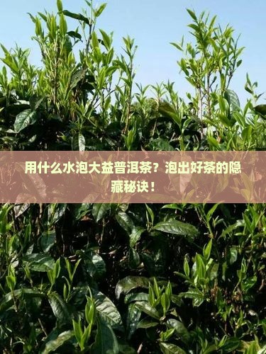 大益普洱茶用什么水泡