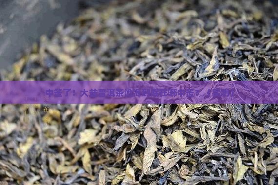 大益普洱茶沧海在哪中签