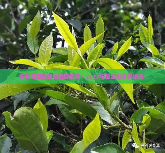 国家专利普洱茶排名榜