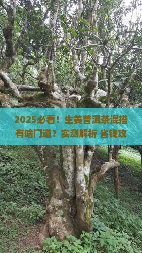 生姜普洱茶可以一起泡吗