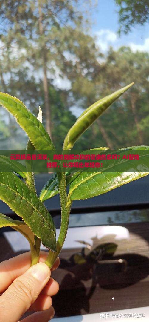 云贡极品普洱茶