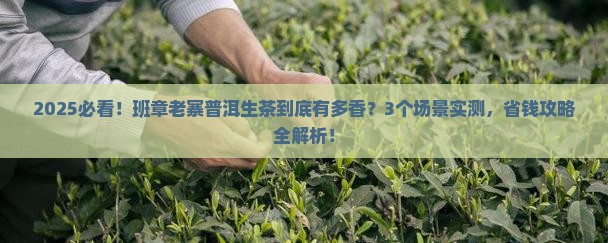 班章老寨普洱茶生茶领航未来
