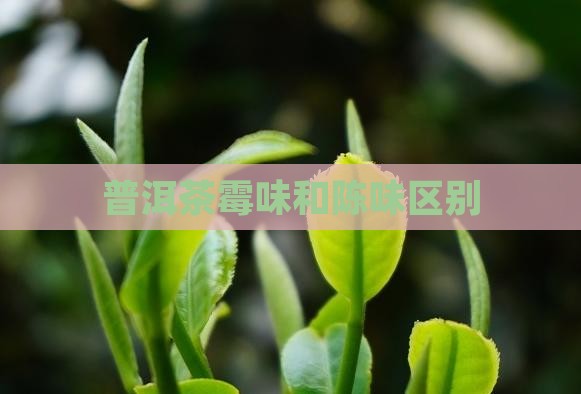 普洱茶霉味和陈味区别