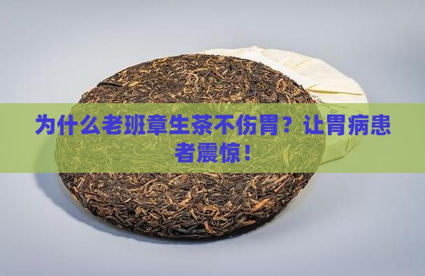 为什么老班章生茶不伤胃