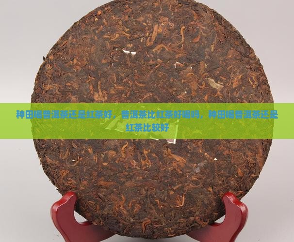 种田喝普洱茶还是红茶
