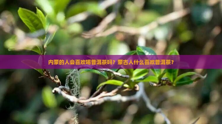 内蒙的人会喜欢喝普洱茶吗