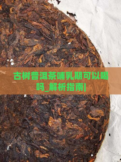 古树普洱茶哺乳期可以喝吗