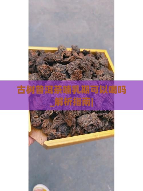 古树普洱茶哺乳期可以喝吗