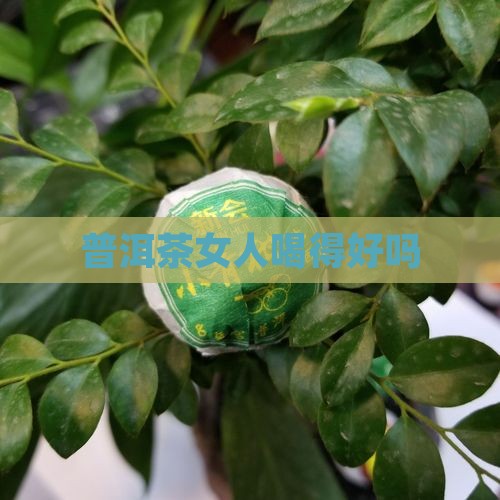 普洱茶女人喝得好吗
