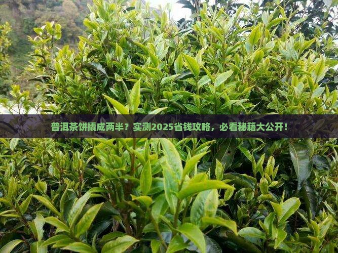 普洱茶饼撬成两半