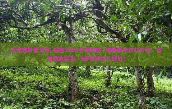 云南吉良普洱茶